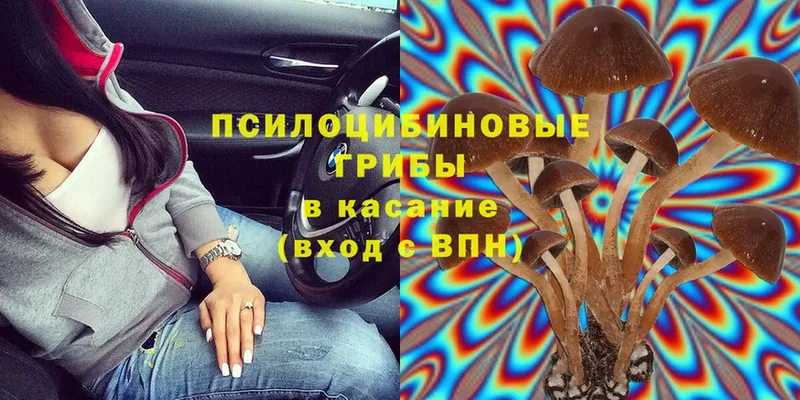 Галлюциногенные грибы Psilocybe  Дубовка 